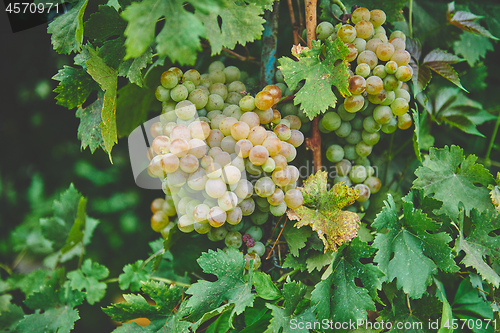 Image of Grapes on the vine