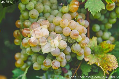 Image of Grapes on the vine