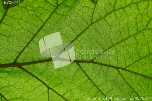 Image of Green leaf background texture