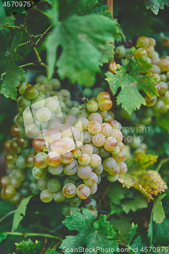 Image of Grapes on the vine