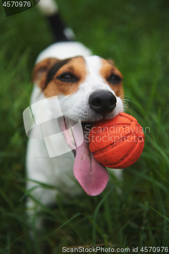 Image of Jack Russell Terrier dog with a toy ball in his teeth