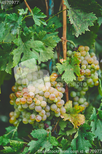 Image of Grapes on the vine