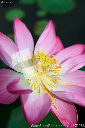 Image of Pink Lotus flower.