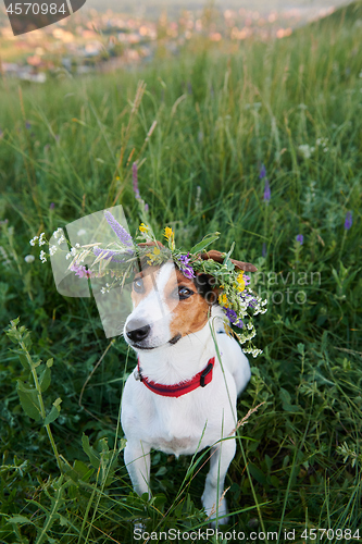 Image of Dog in wreath in grass field