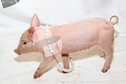 Image of Piglet With Pearls