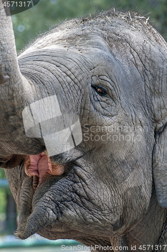 Image of Elephant face.