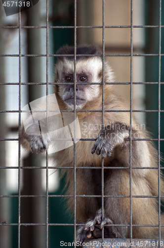 Image of A cute monkey.