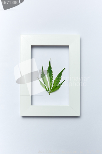 Image of Green cannabis leaf in a rectangular frame on a light grey background.