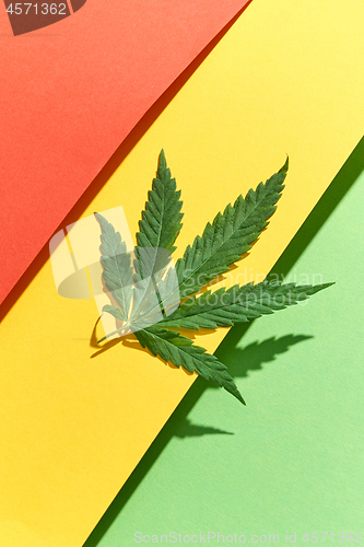 Image of Green marijuana leaf on a tricolor background with hard shadows.