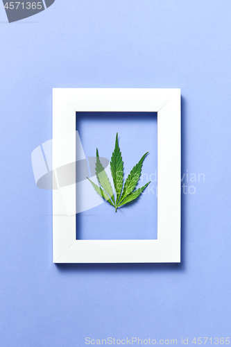 Image of Plant frame with natural green cannabis leaf on a pastel lavender background.