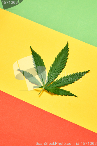 Image of Fresh green cannabis leaf on a tricolor diagonal paper background.