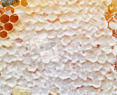 Image of honey comb macro