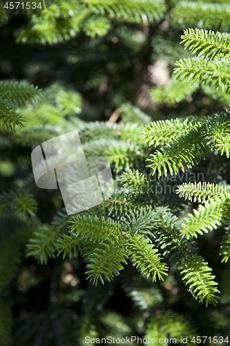 Image of Pine tree brunch closeup. Green spruce.