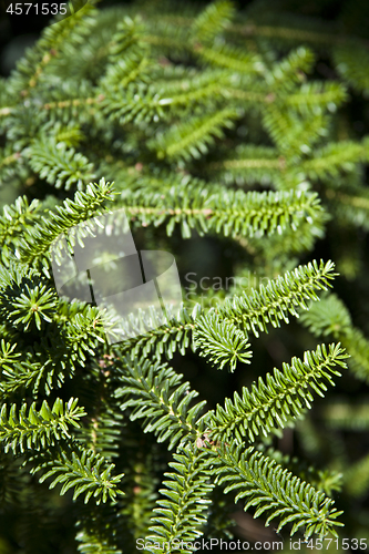 Image of Pine tree brunch closeup. Green spruce.