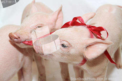 Image of Bow Piglets