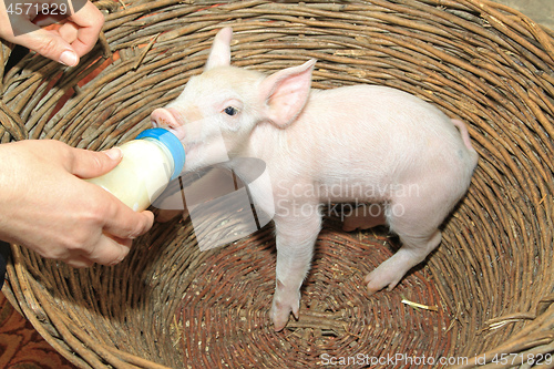 Image of Piglet Bottle Feed