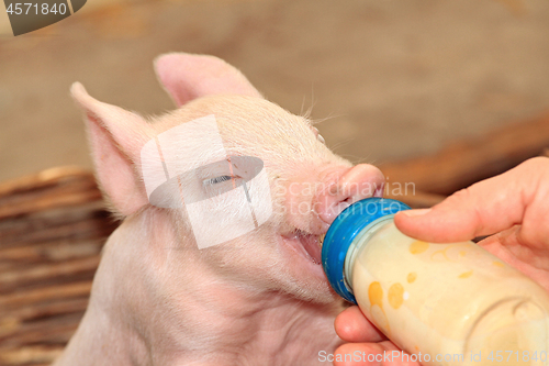 Image of Milk Bottle Piglet