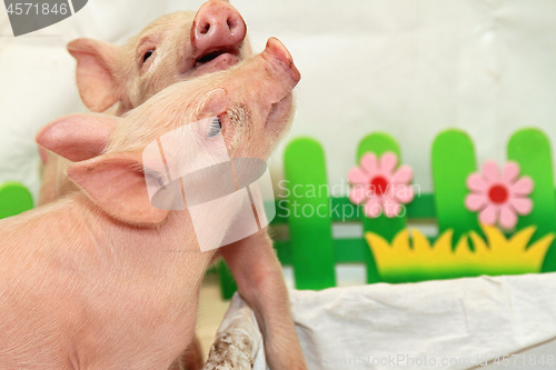 Image of Two Piglets