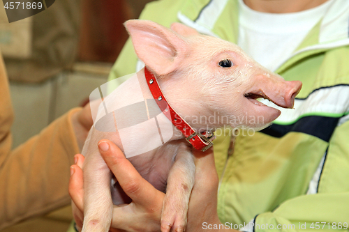 Image of Pet Piglet