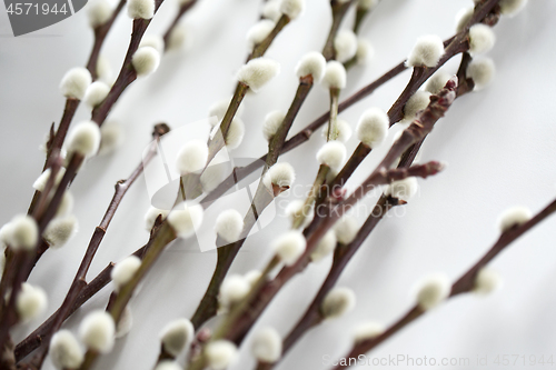 Image of close up of pussy willow branches on white