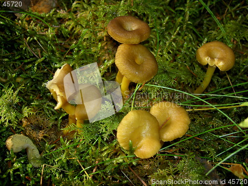 Image of Autumn Fungus