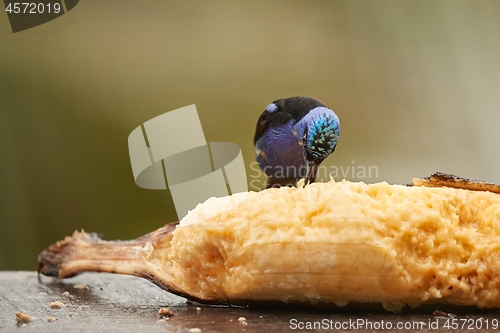 Image of Small tropical bird in a rainforest, red-legged honeycreeper