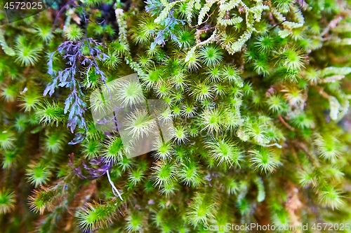 Image of Moss layer closeup