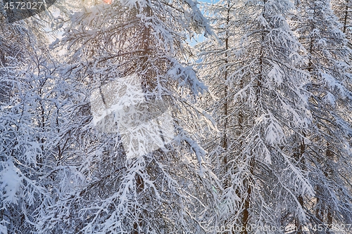 Image of Winter tree branches with fresh snow