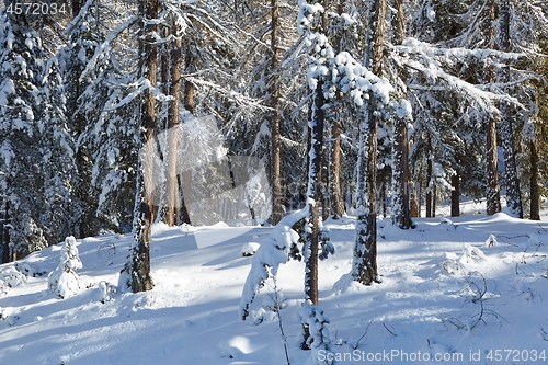 Image of Winter Snowy Landscape