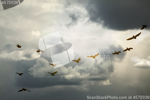 Image of Birds flying in cloudy sky