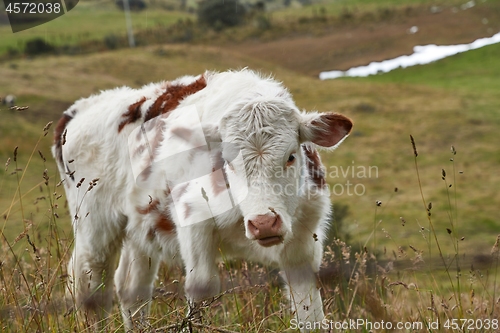 Image of Cow on a pasture