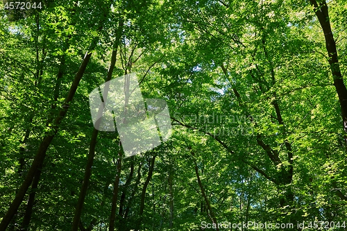 Image of Spring Green Leaves