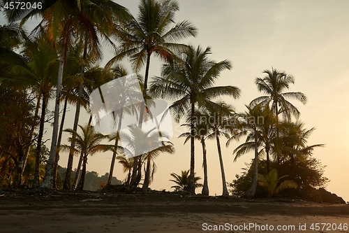 Image of Pacific Coast With Rainforest