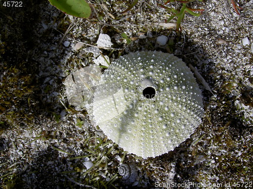 Image of Sea Shell