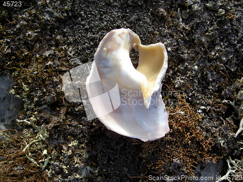 Image of Broken Sea Shell