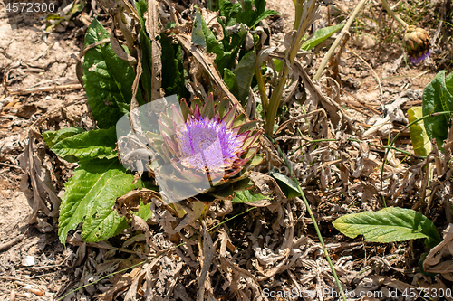 Image of Artichoke in flower