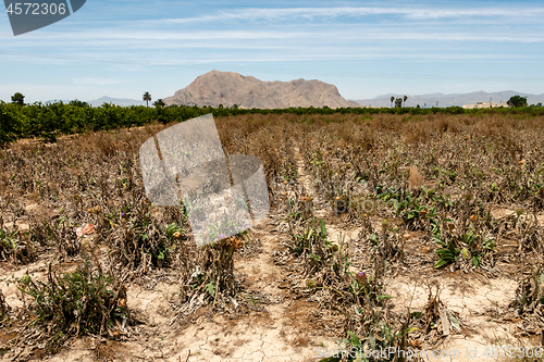 Image of Abandoned field of Artichokes