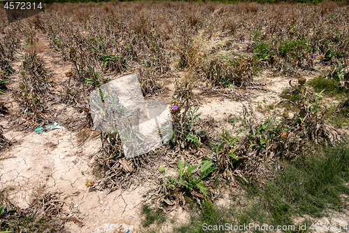 Image of Abandoned field of Artichokes