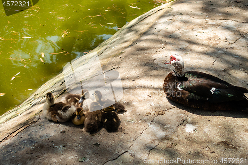 Image of Ducklings at rest