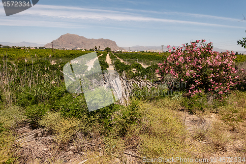 Image of view orchard mountain
