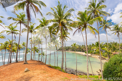 Image of Tropical beach with exotic palm trees and wooden boats on the sand in Mirissa, Sri Lanka