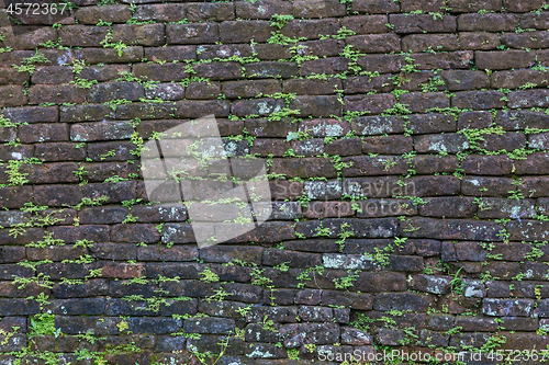 Image of Dark old brick wall with small green plant shoots