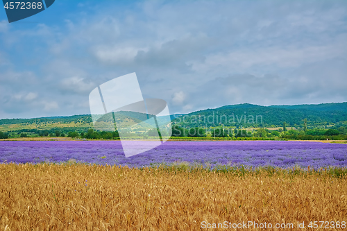 Image of Lavender River in Bulgaria