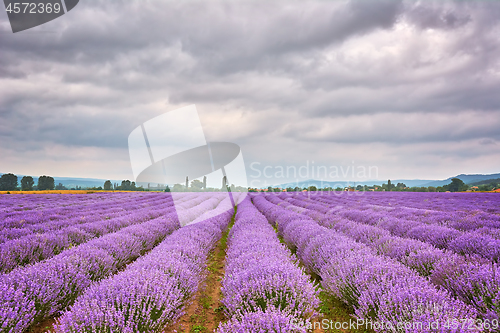 Image of Lavender Field in Bulgaria