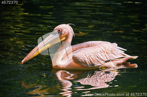 Image of Pelican on the Pond