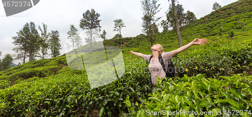 Image of Active caucasian blonde woman enjoing fresh air and pristine nature while tracking among tea plantaitons near Ella, Sri Lanka. Bacpecking outdoors tourist adventure