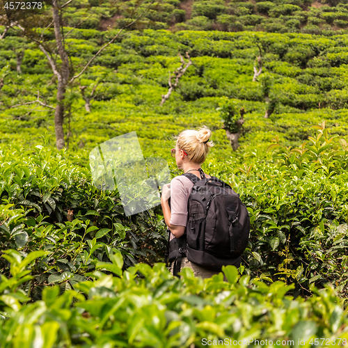 Image of Active caucasian blonde woman enjoing fresh air and pristine nature while tracking among tea plantaitons near Ella, Sri Lanka. Bacpecking outdoors tourist adventure