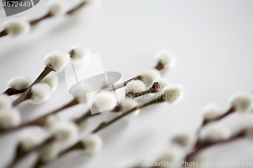 Image of close up of pussy willow branches on white