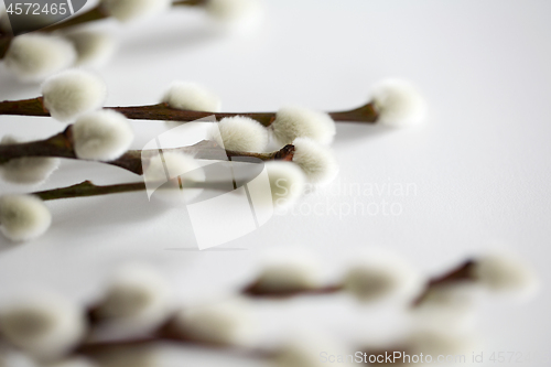 Image of close up of pussy willow branches on white