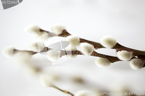 Image of close up of pussy willow branches on white